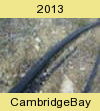 Cambridge Bay 2013